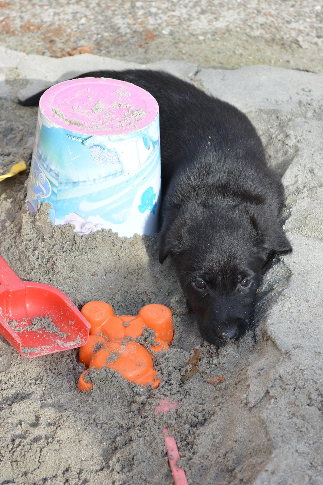 Blanding af racer Malou billede 16