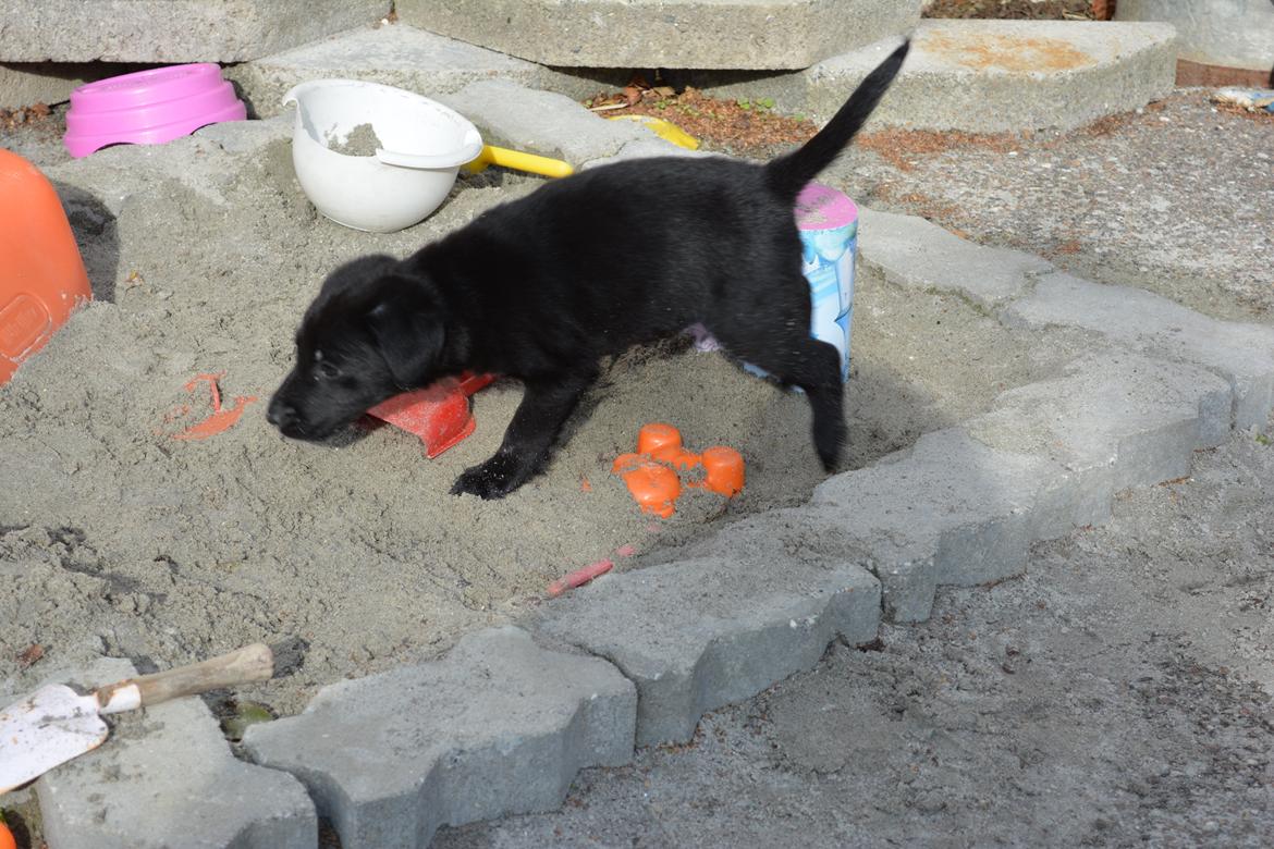 Blanding af racer Malou billede 23