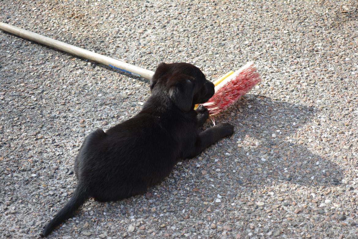 Blanding af racer Malou billede 24