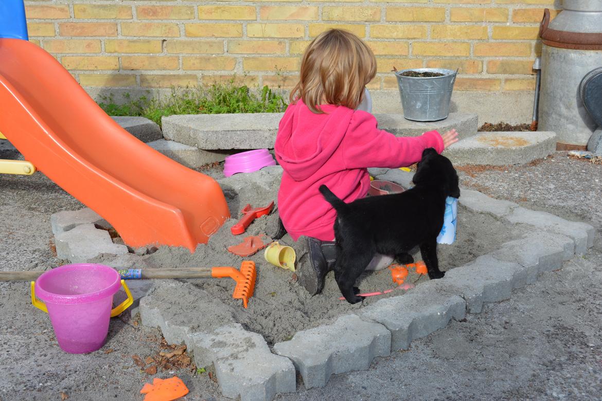 Blanding af racer Malou billede 25