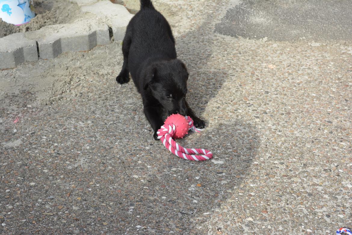 Blanding af racer Malou billede 20