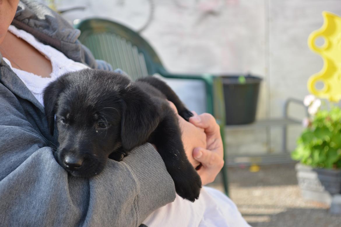 Blanding af racer Malou billede 15