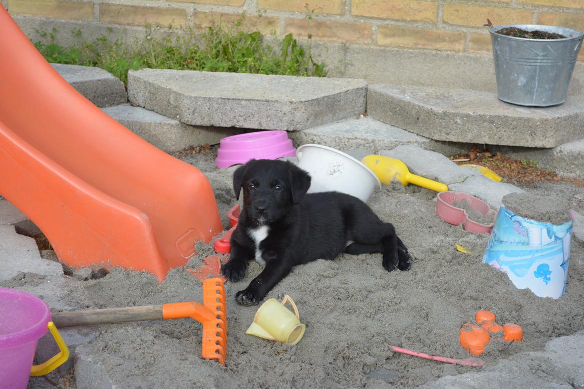 Blanding af racer Malou billede 17