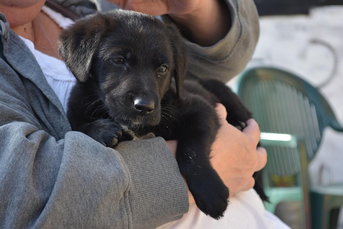 Blanding af racer Malou billede 13