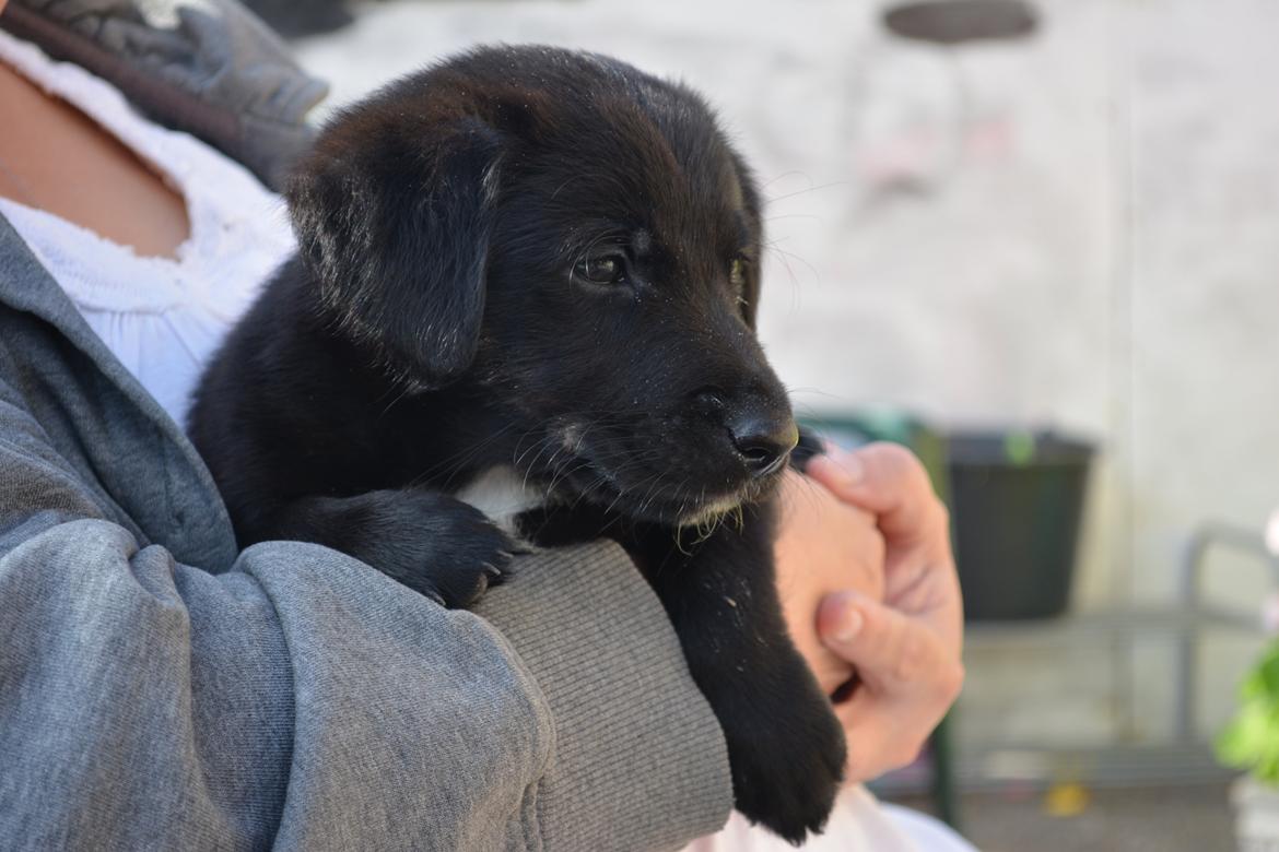 Blanding af racer Malou billede 14