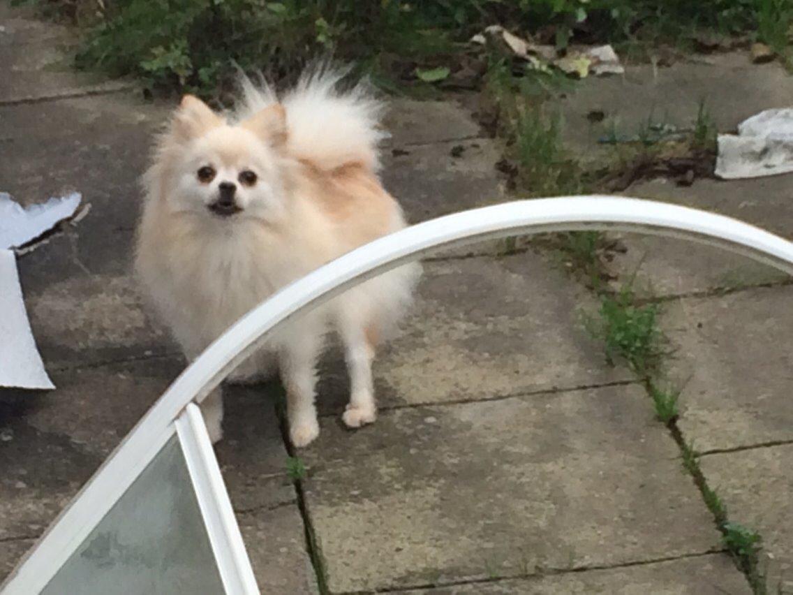 Pomeranian Cocio billede 22