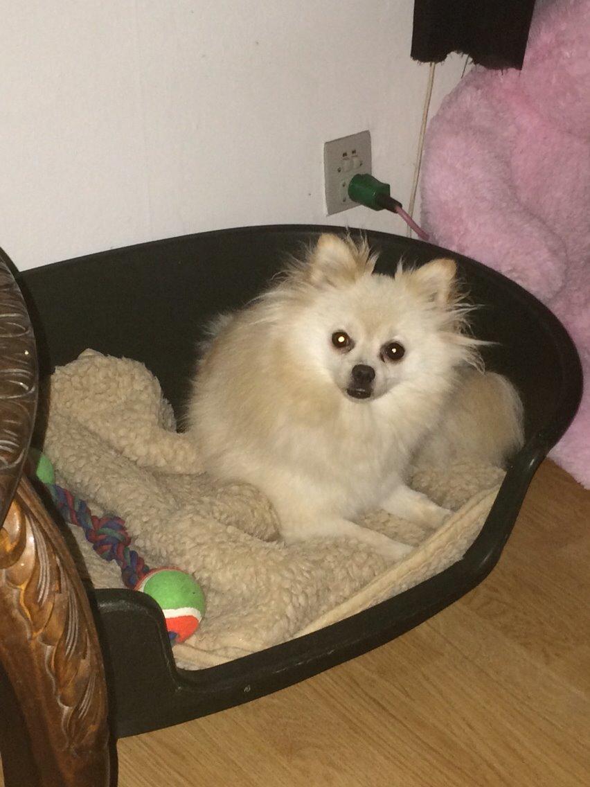 Pomeranian Cocio billede 21