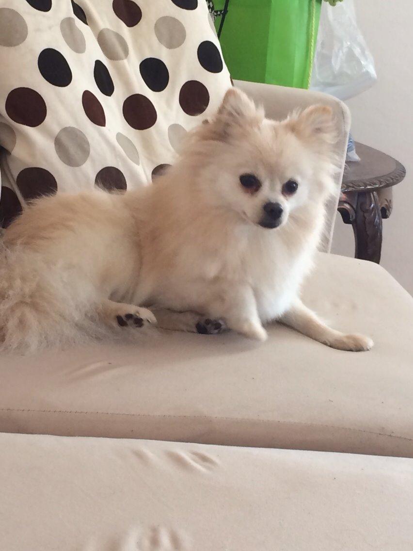 Pomeranian Cocio billede 23