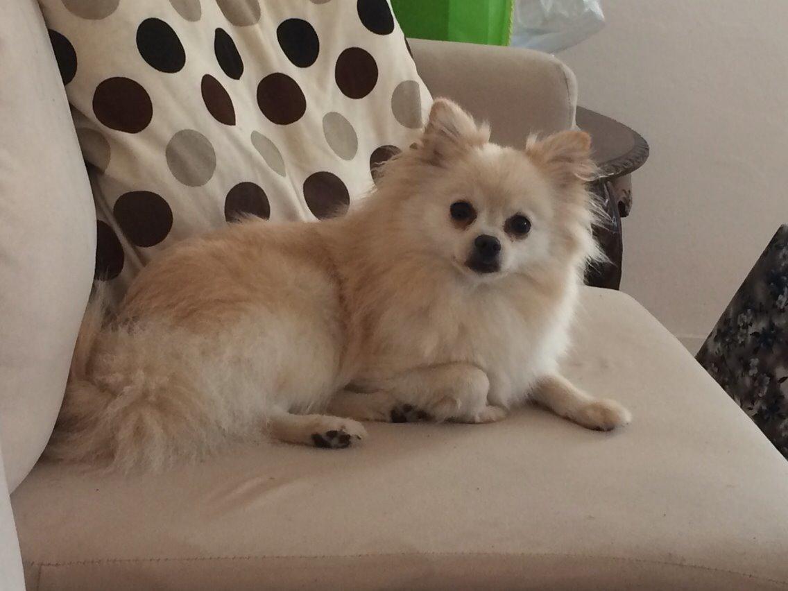 Pomeranian Cocio billede 24