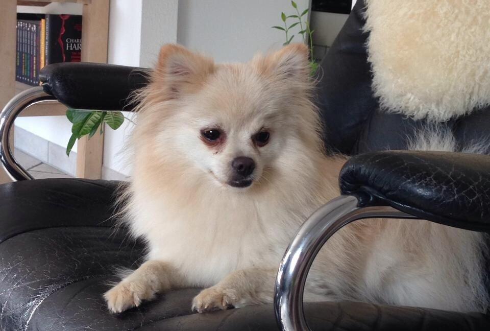 Pomeranian Cocio billede 26