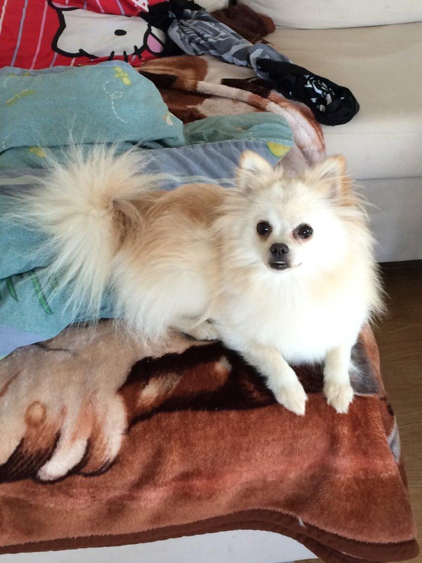 Pomeranian Cocio billede 25