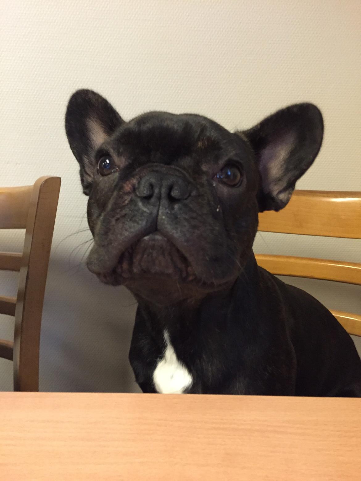 Fransk bulldog Bob  billede 1