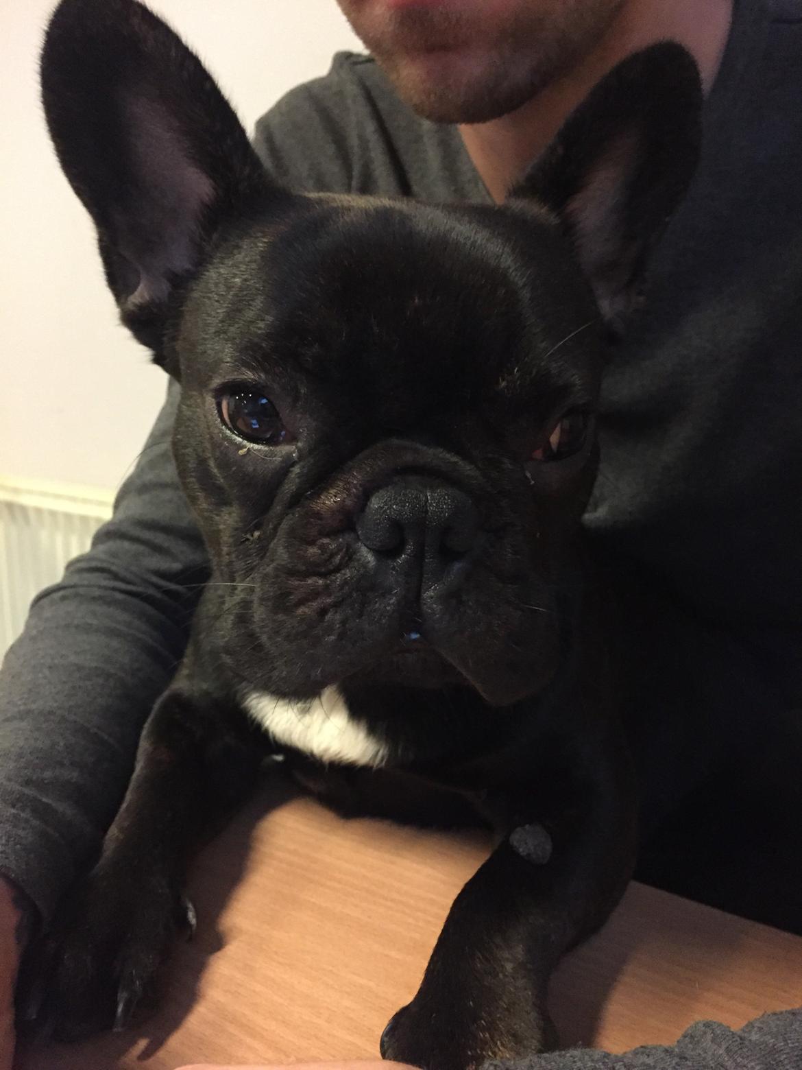 Fransk bulldog Bob  billede 2