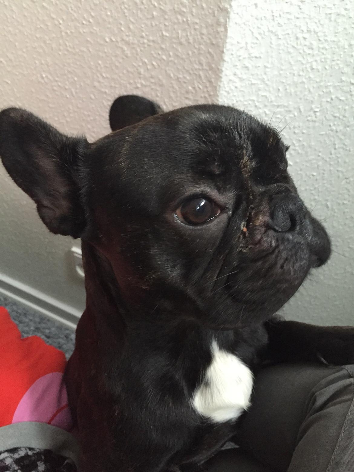 Fransk bulldog Bob  billede 4