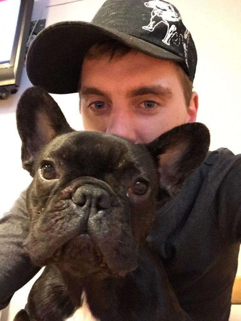 Fransk bulldog Bob  billede 3