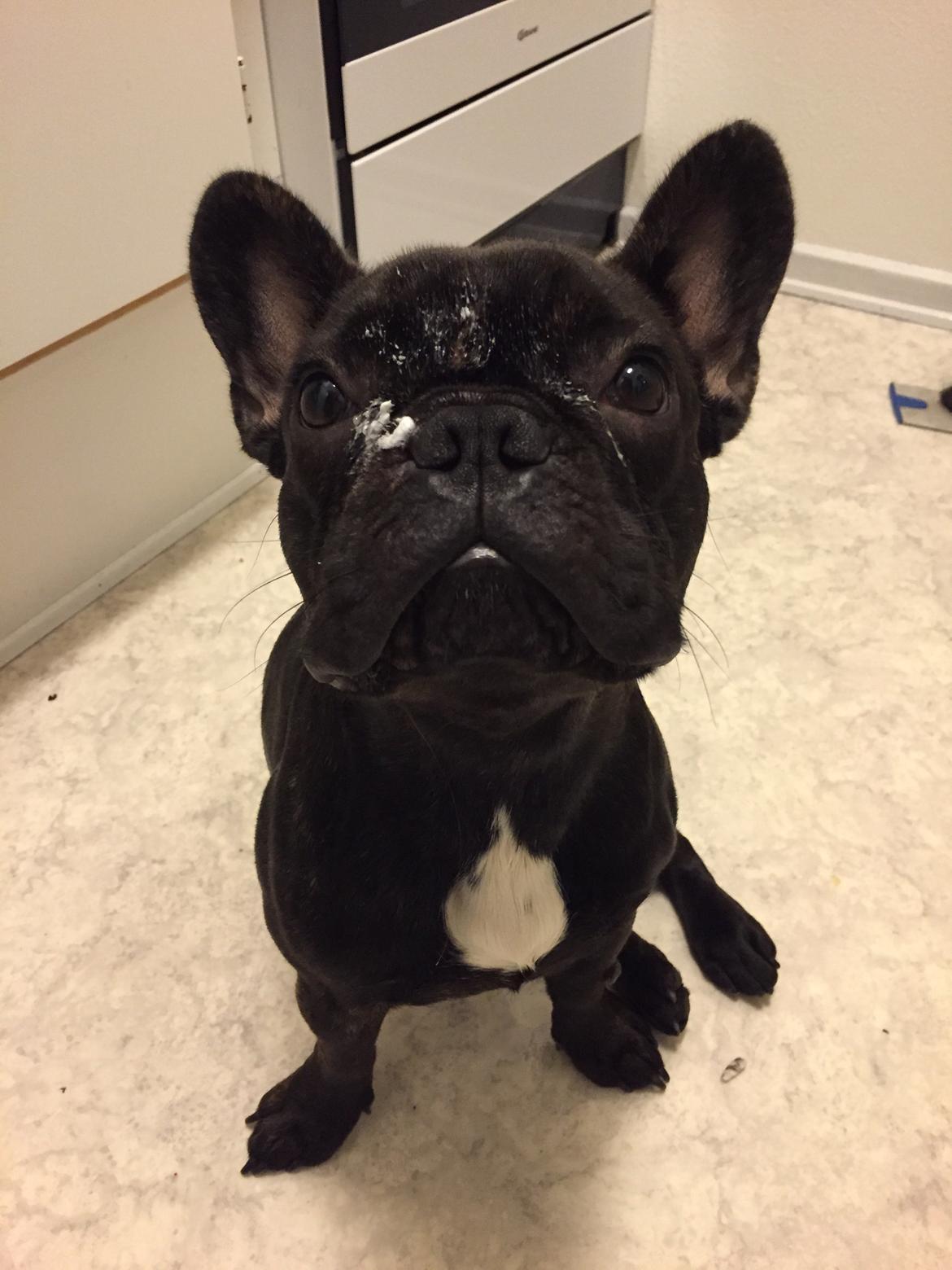 Fransk bulldog Bob  billede 5