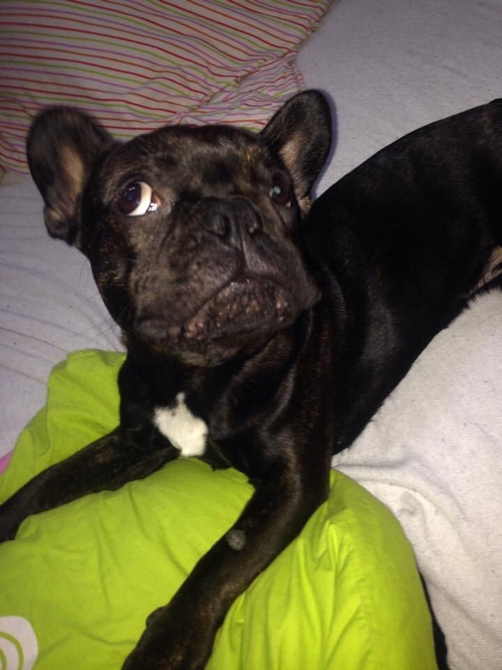 Fransk bulldog Bob  billede 6