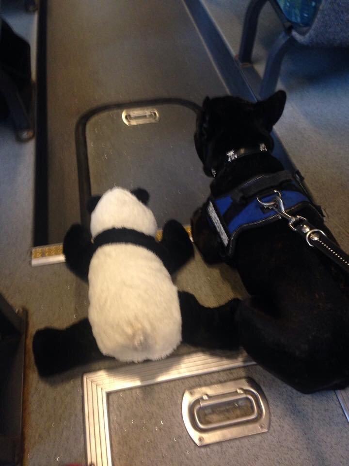 Fransk bulldog Bob  billede 7