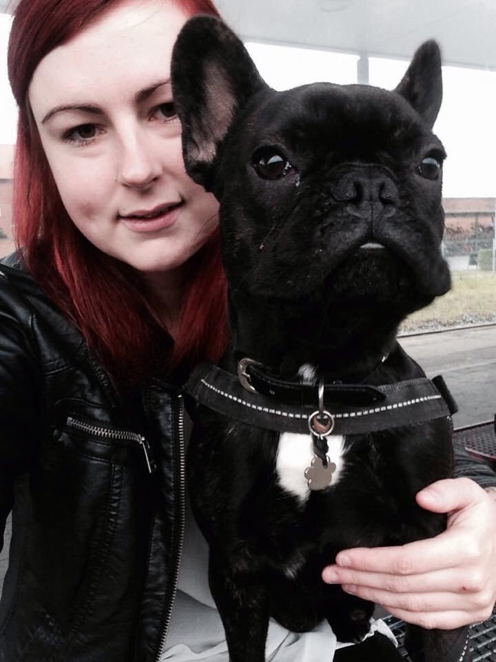 Fransk bulldog Bob  billede 8