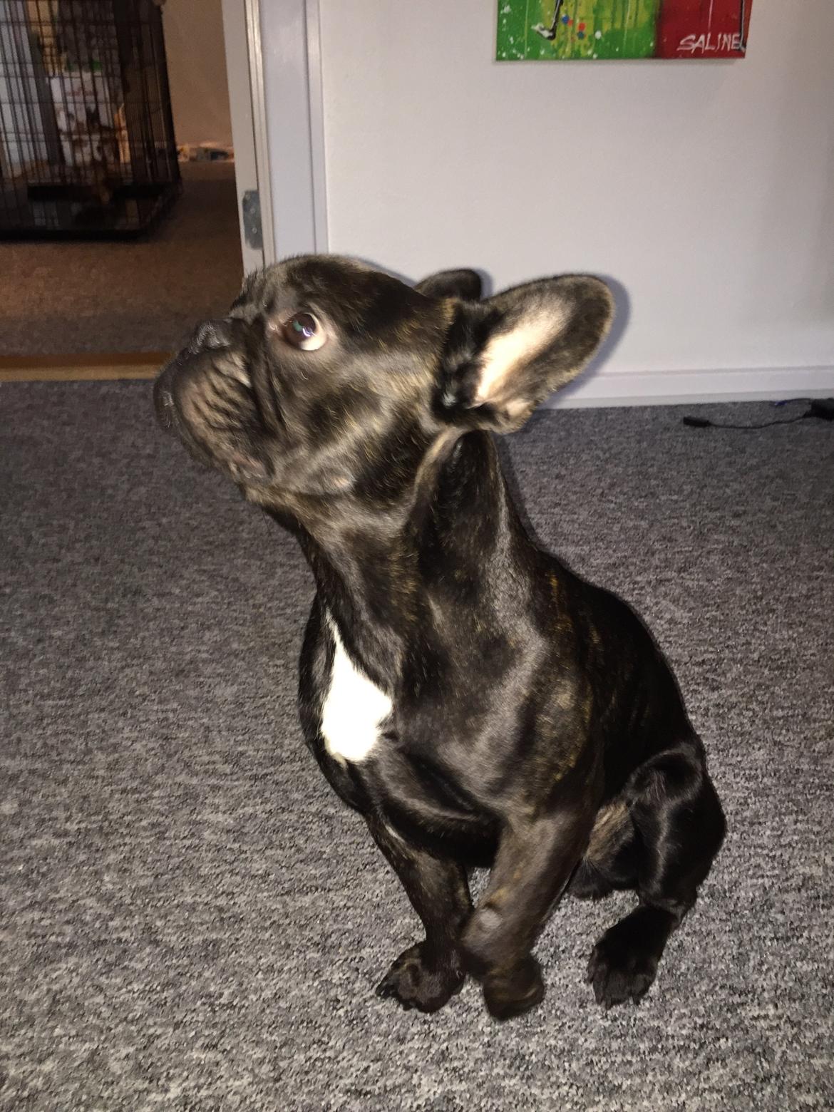 Fransk bulldog Bob  billede 10