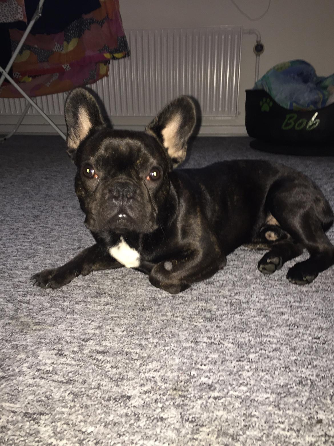 Fransk bulldog Bob  billede 11