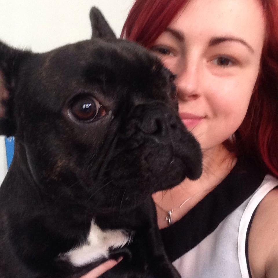 Fransk bulldog Bob  billede 9