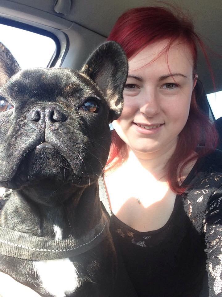 Fransk bulldog Bob  billede 12