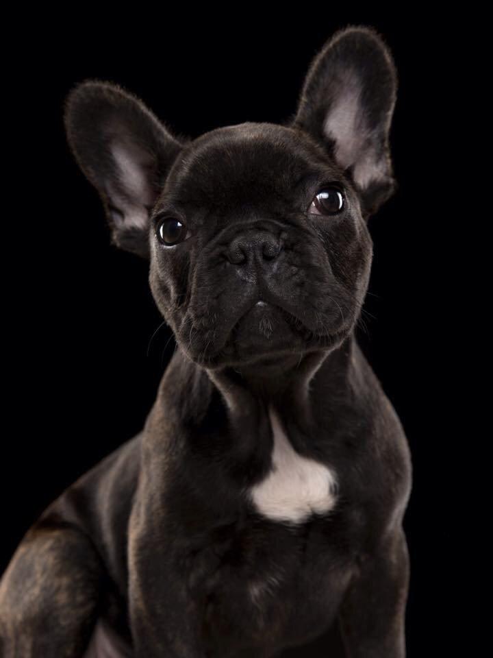 Fransk bulldog Bob  billede 13