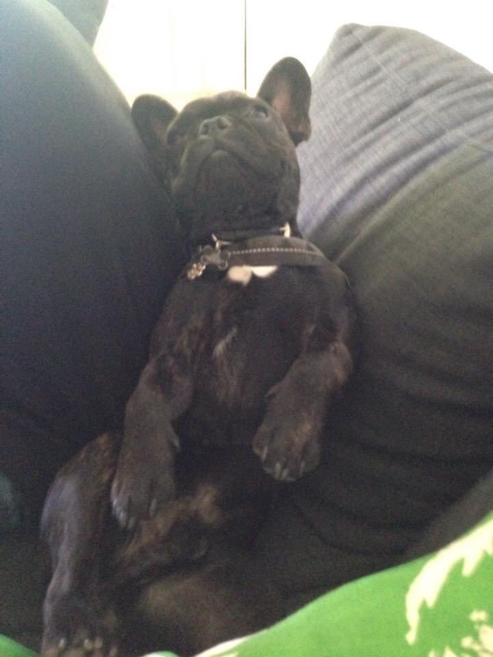 Fransk bulldog Bob  billede 14