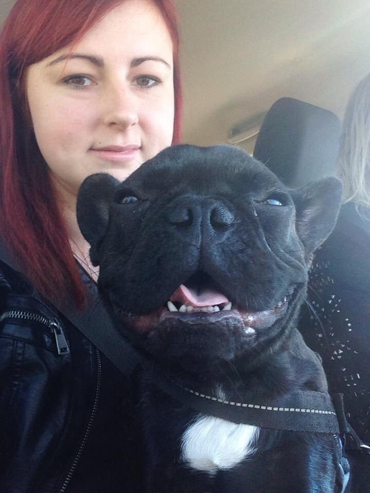 Fransk bulldog Bob  billede 15