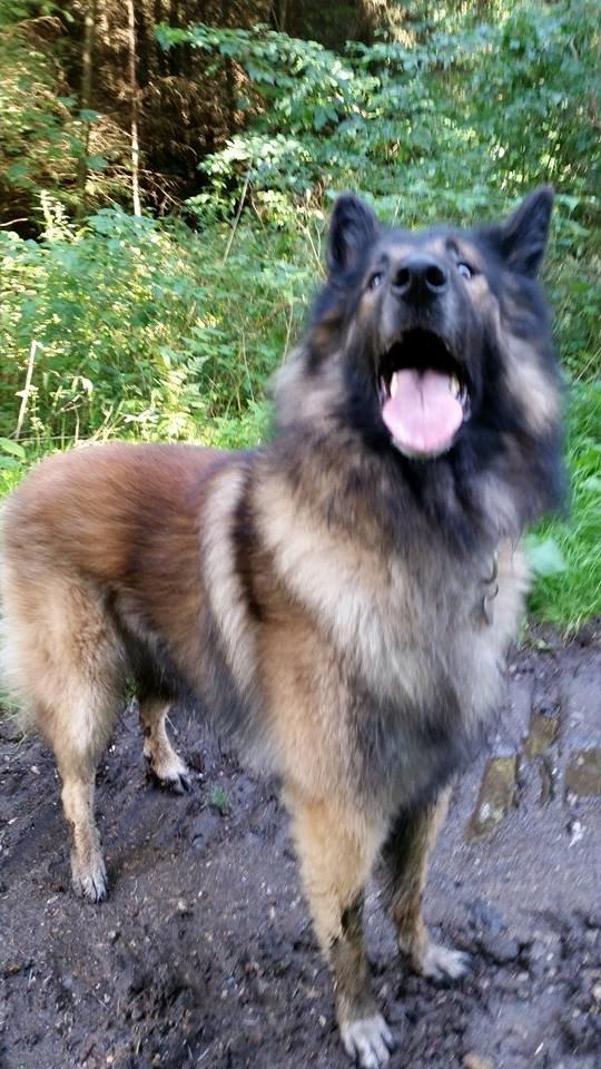 Tervueren Aabos Daniel, Monty billede 6