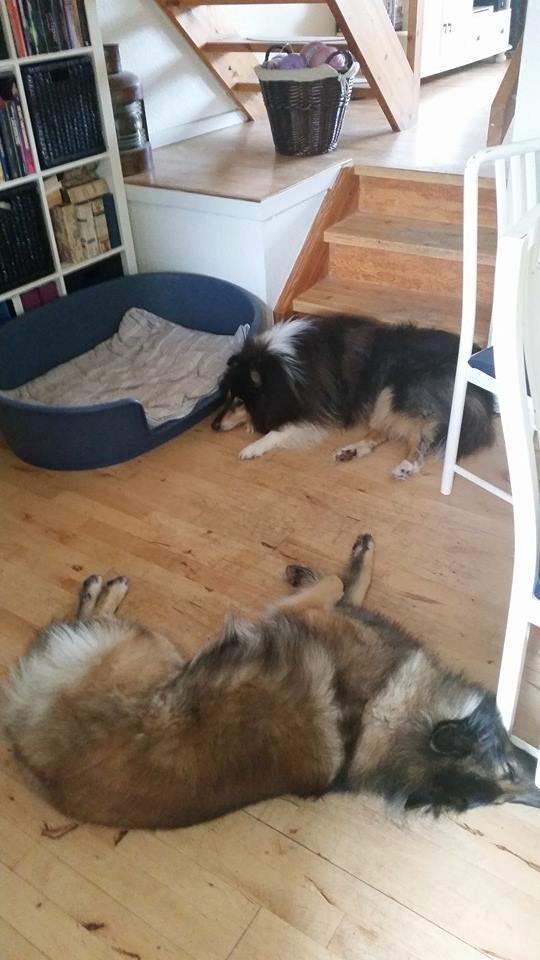 Tervueren Aabos Daniel, Monty billede 7