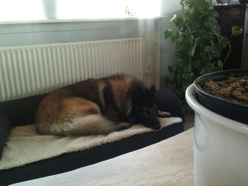 Tervueren Aabos Daniel, Monty billede 9