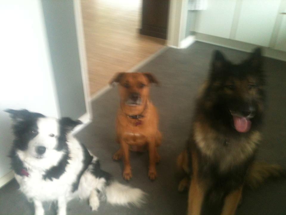 Tervueren Aabos Daniel, Monty billede 10