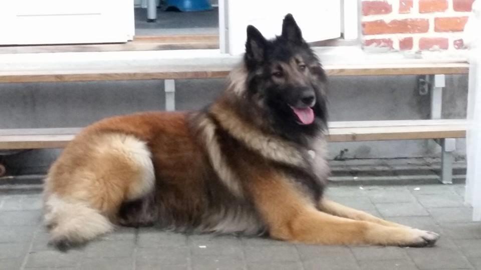 Tervueren Aabos Daniel, Monty billede 11