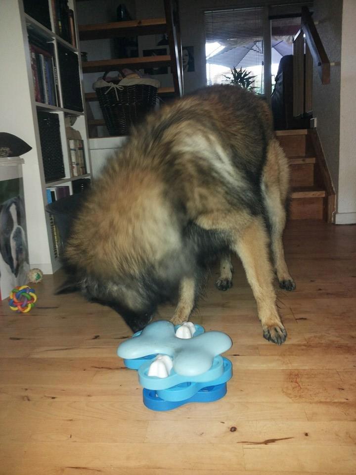 Tervueren Aabos Daniel, Monty billede 12