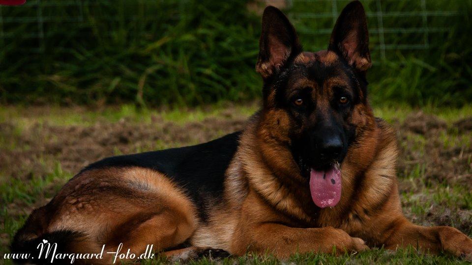 Schæferhund Ziko billede 4