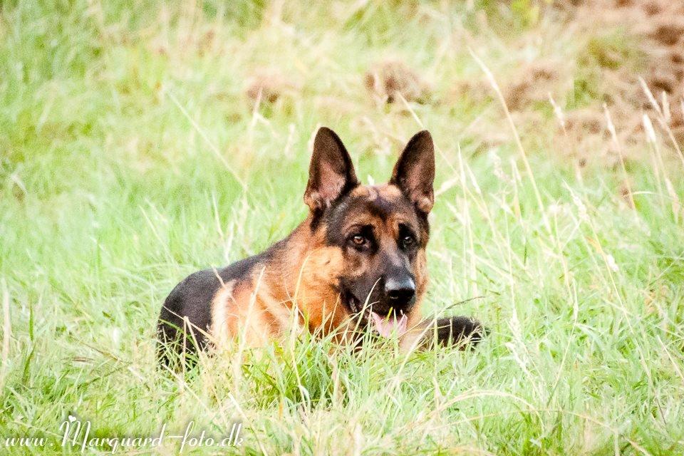 Schæferhund Ziko billede 3