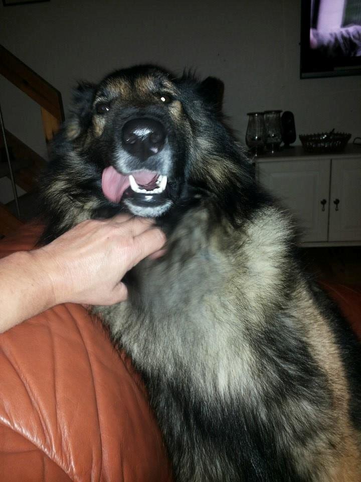 Tervueren Aabos Daniel, Monty billede 3