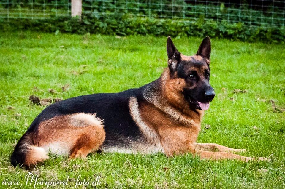 Schæferhund Ziko billede 5