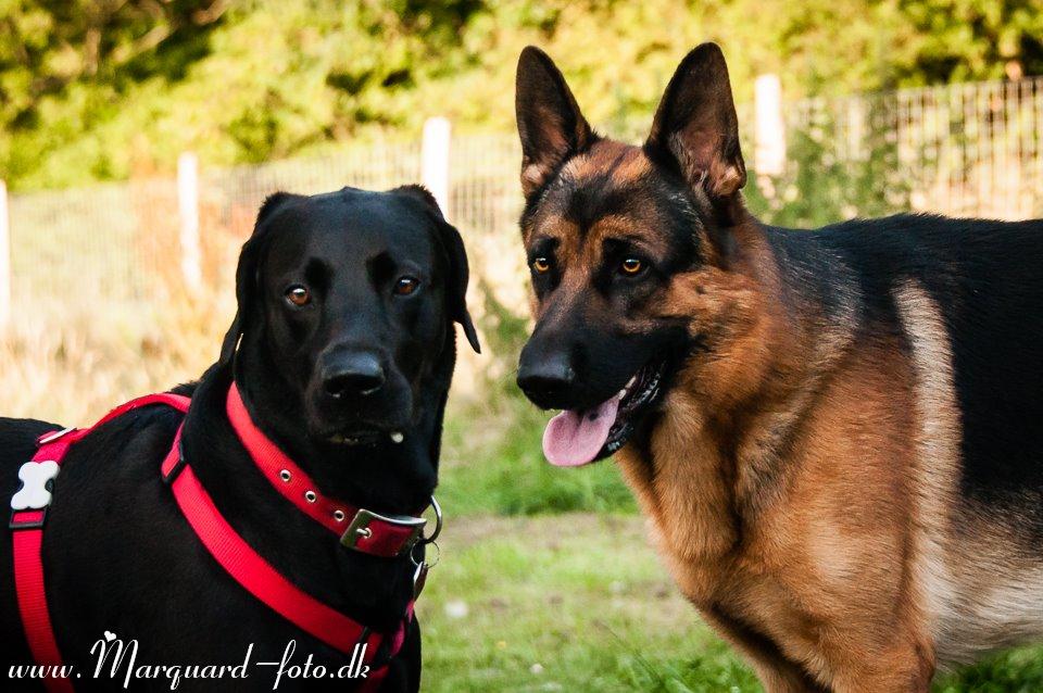 Schæferhund Ziko billede 9