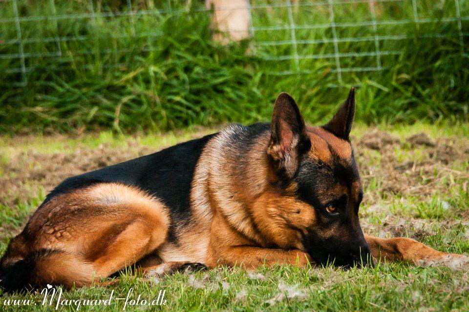 Schæferhund Ziko billede 10
