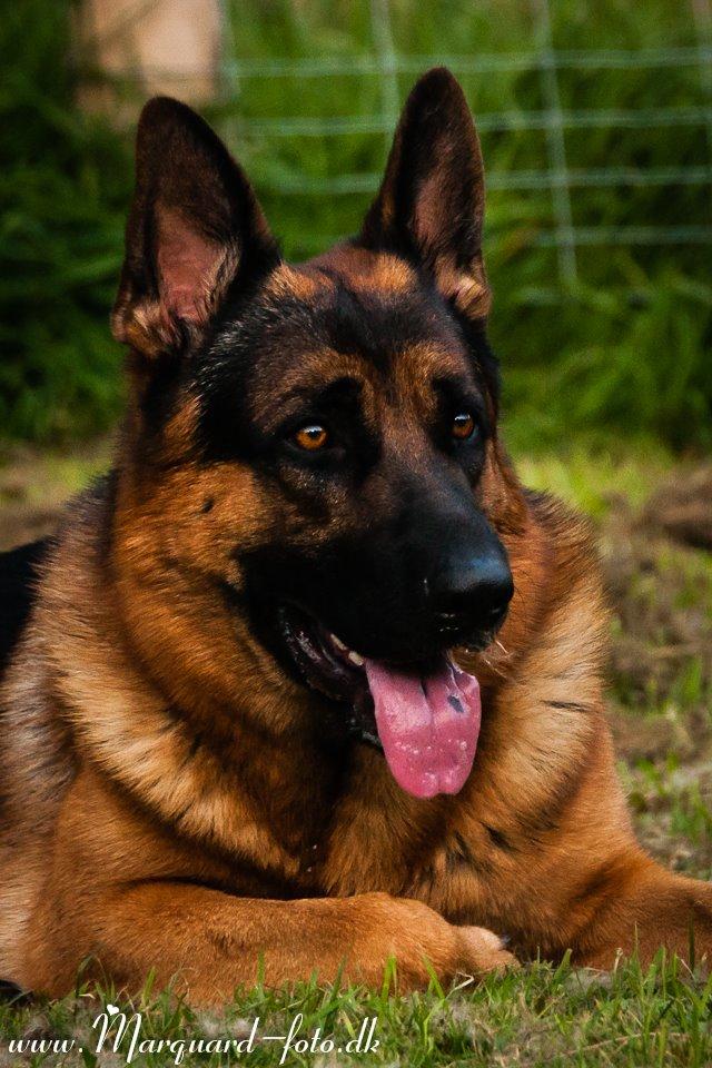 Schæferhund Ziko billede 11