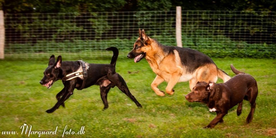Schæferhund Ziko billede 7