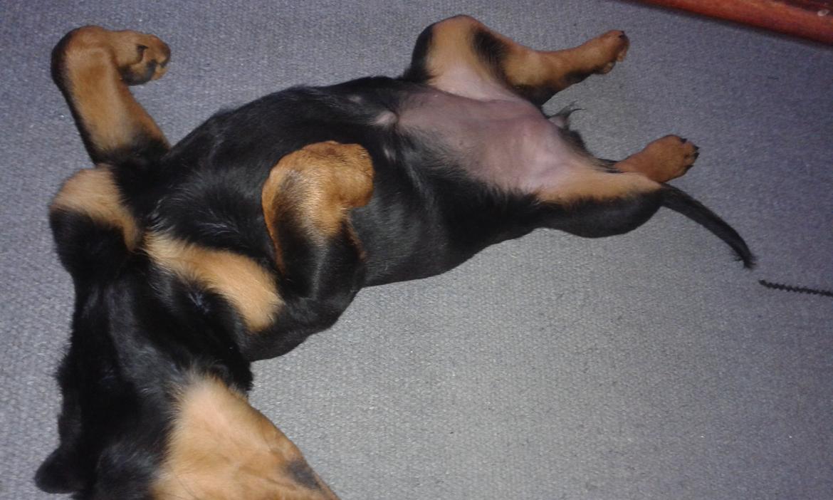 Rottweiler Kakestto´s Lucie billede 17