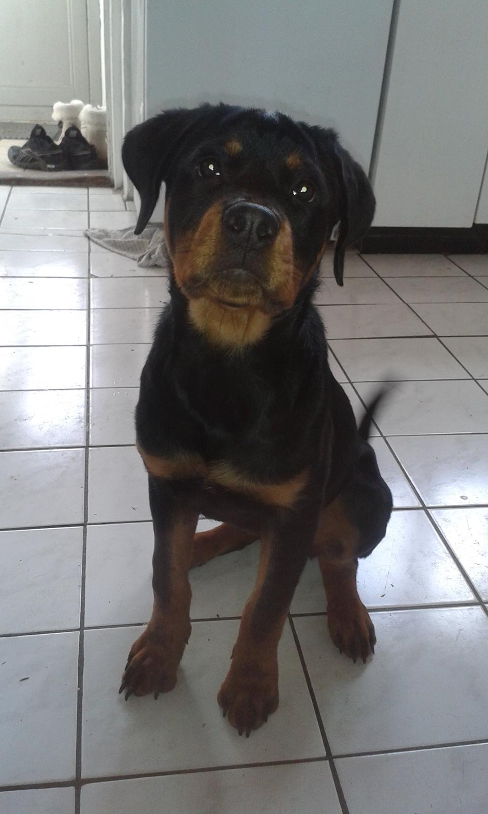 Rottweiler Kakestto´s Lucie billede 18