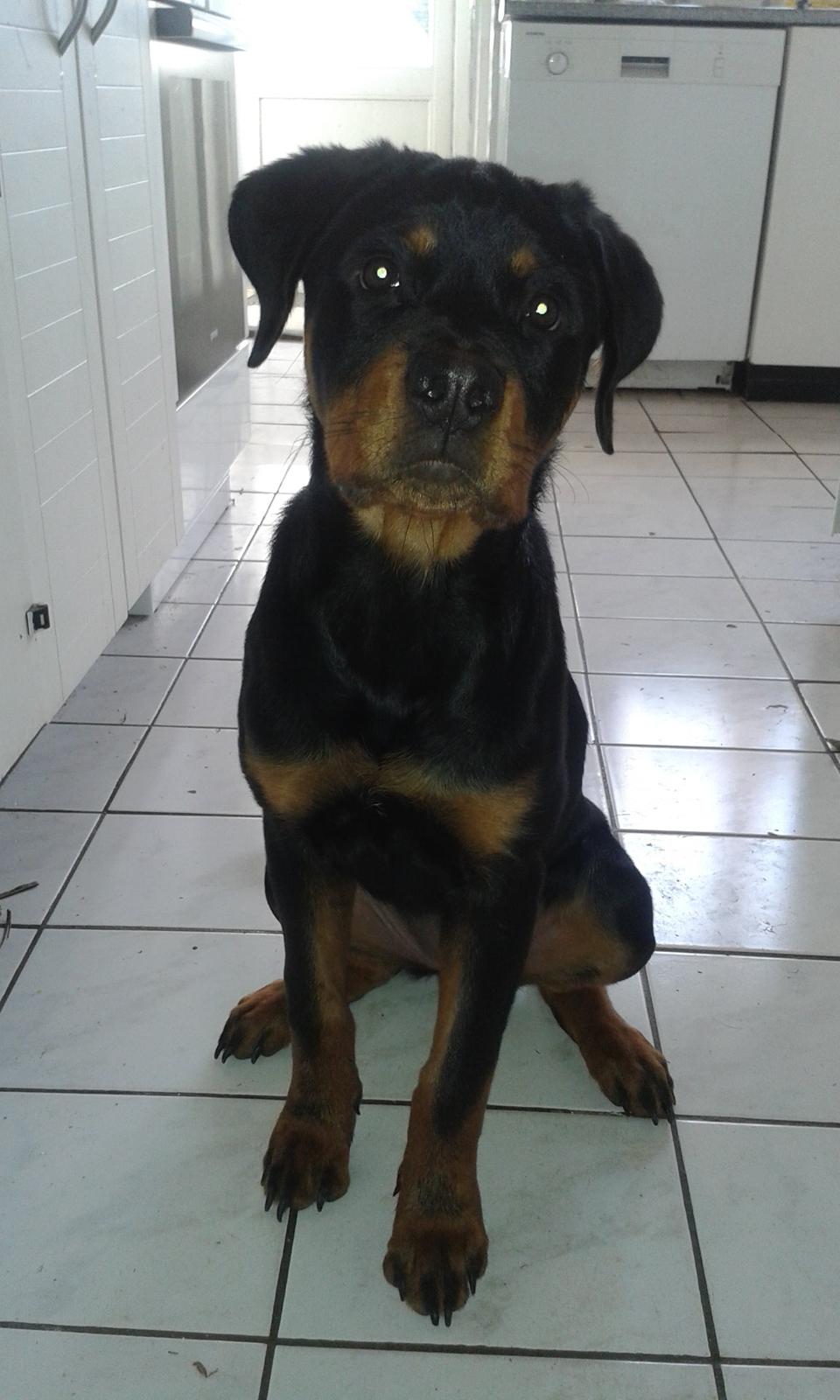 Rottweiler Kakestto´s Lucie billede 20