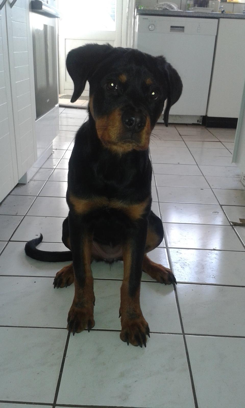 Rottweiler Kakestto´s Lucie billede 19