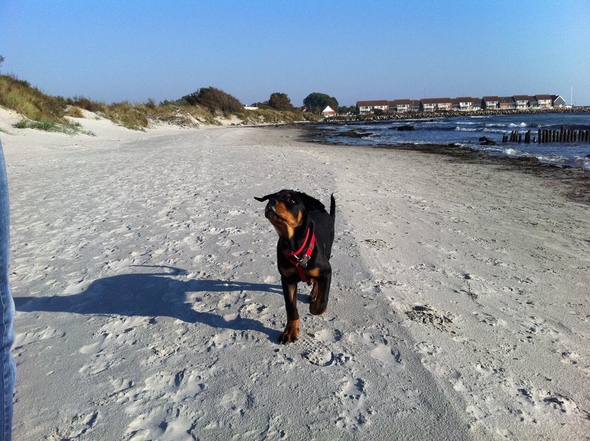 Rottweiler Kakestto´s Lucie billede 21