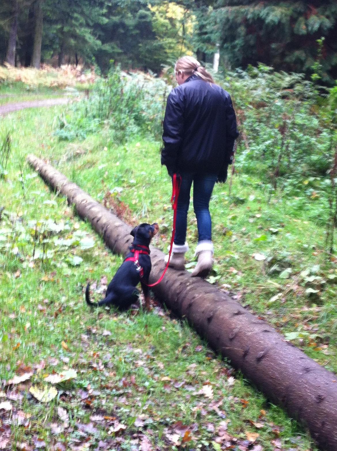 Rottweiler Kakestto´s Lucie billede 23